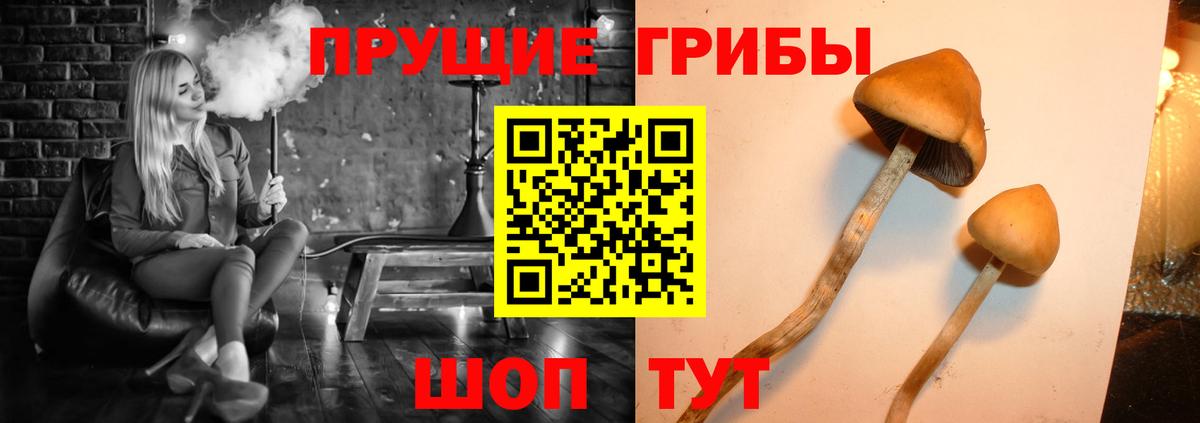 Балашов  Псилоцибиновые грибы ЛСД  Вход с VPN 